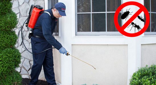 Kadıköy Kemirgen İlaçlama böcek ilaçlama ve haşere kontrolü — ilaclama-tr.com